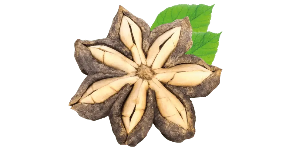 Open sacha inchi star-shaped pod with green leaves