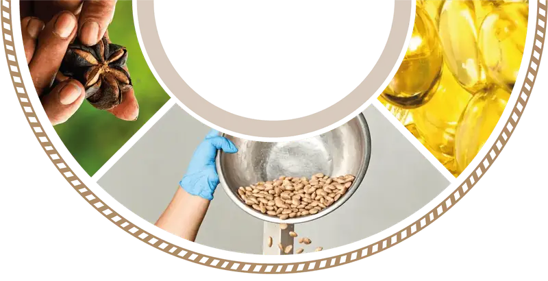 Sacha inchi seeds ready for cold pressing