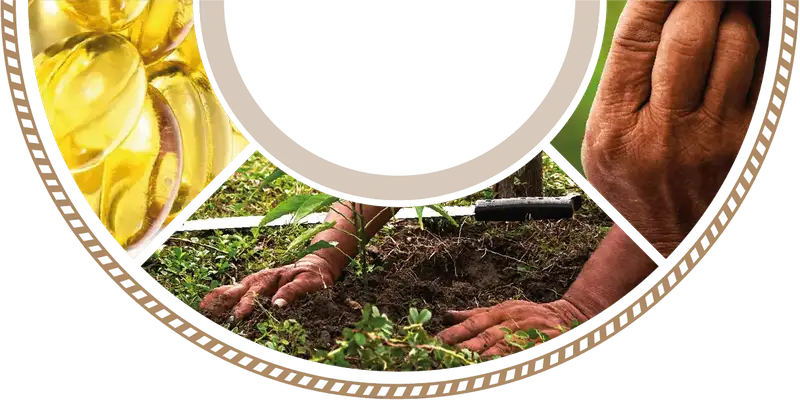 Sacha inchi harvest by hand in the Peruvian Amazon