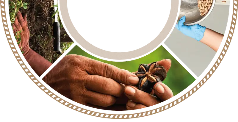 Hands holding a sacha inchi star-shaped fruit in the field