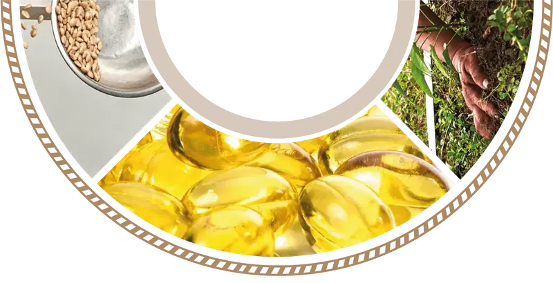 Sacha inchi oil softgels